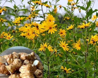 Sunchoke Tubers for Planting, Sunchoke Root for Garden or Backyard, Edible Perennial Vegetable for Home Growing