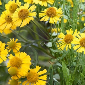 May include: Close-up of vibrant yellow flowers with prominent brown centers. The petals are bright yellow and radiate outwards, creating a sun-like appearance. Green foliage surrounds the flowers, providing a natural backdrop. The image showcases a field of these cheerful blooms.