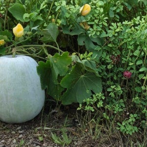 Winter Melon Round 10 Seeds – Benincasa hispida