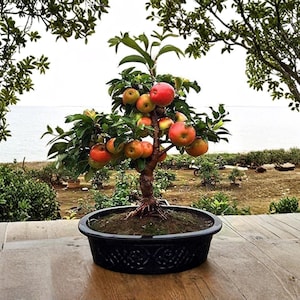 Bonsai Apple Tree - Etsy