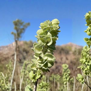 May include: A cluster of light green, layered, papery bracts growing on a slender, upright stem. The plant features small, rounded, overlapping leaves arranged in a vertical spike formation, set against a backdrop of a clear blue sky and hills.