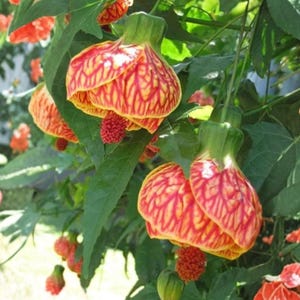 Abutilon Orange Tiger 1 Live Plant 4–6 Inches Tall – Bell Hibiscus Starter Plant, No Pot