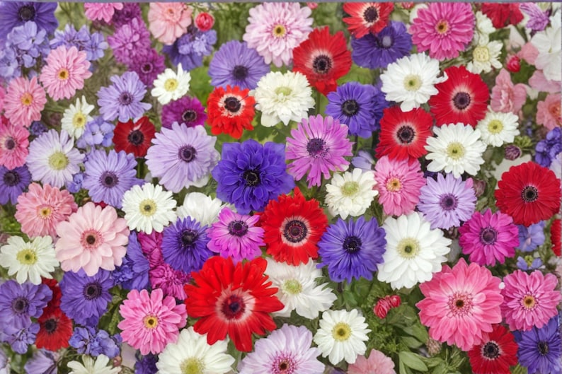 AnnisaGarden St Brigid Anemone - Thumbnail 2