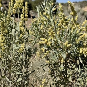 May include: Close-up of a plant with multiple stems and small, yellow flower clusters. The leaves are a muted green, and the overall color palette is natural and earthy. The plant appears to be growing outdoors.