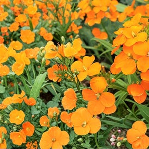 Siberian Wallflower 100 Seeds – Erysimum cheiri