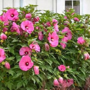 Candy Crush Rose of Sharon 1 Live Potted Plant – Hibiscus syriacus 'Candy Crush' 2.5-Inch Pot