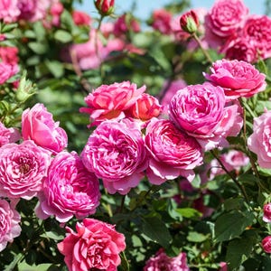May include: A dense cluster of vibrant pink roses in full bloom, featuring multiple layers of delicate, ruffled petals. The flowers are surrounded by lush green foliage, with some buds visible among the open blossoms under bright daylight.