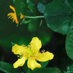May include: Close-up of a vibrant yellow flower with prominent petals and a detailed center, set against a backdrop of lush green foliage. The image captures the natural beauty of the plant, highlighting its bright color and intricate structure.