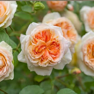 May include: A cluster of blooming roses featuring multi-layered petals that transition from a soft, creamy white on the outer edges to a vibrant, warm apricot-orange in the center, set against a backdrop of green leaves and stems.