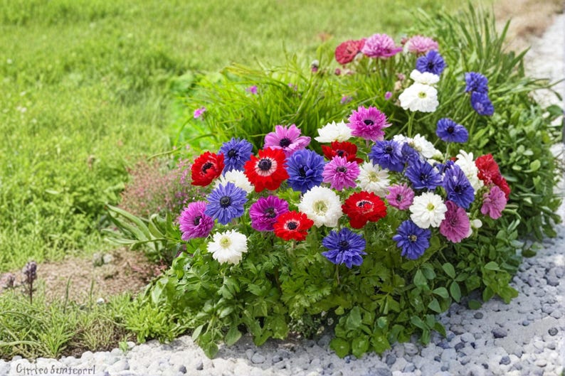 AnnisaGarden St Brigid Anemone