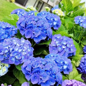 May include: A vibrant cluster of blue hydrangea flowers featuring rounded heads of small, four-petaled blossoms. The dense floral arrangement is surrounded by lush, serrated green leaves, with some smaller, pale blue and white buds visible.