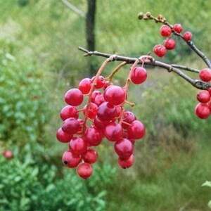 May include: A cluster of vibrant red berries hanging from a thin, woody branch. The small, round, translucent fruits are tightly packed together, showcasing a glossy texture and deep crimson color. The branch is light brown with a textured surface.