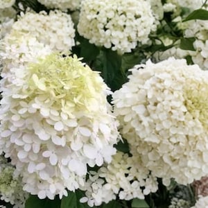 May include: A cluster of white hydrangea flowers featuring large, rounded, dense blooms with small, delicate petals. The blossoms exhibit a soft transition from creamy white to a pale, light green hue at the top, set against dark green foliage.