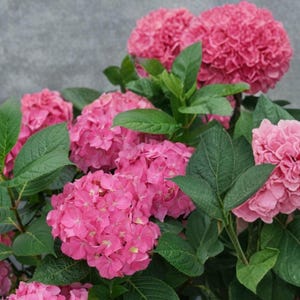 May include: A vibrant hydrangea plant featuring multiple large, rounded clusters of bright pink flowers. The dense, spherical blooms are surrounded by lush, deep green serrated leaves with visible veins, creating a full and textured appearance.