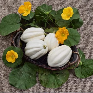 Mashed Potato Squash 10 Seeds for Planting – White Gourmet Winter Squash