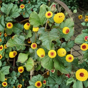 May include: A cluster of Acmella oleracea plants featuring numerous spherical, yellow flower heads with dark red centers. The plants have broad, textured, green leaves with serrated edges, growing in a dense arrangement with multiple stems.