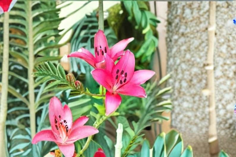 AnnisaGarden Sorbonne Oriental Lily - Thumbnail 3
