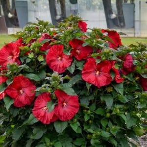 Valentine's Crush Hardy Hibiscus 1 Live Potted Plant – Hibiscus moscheutos 'Valentine's Crush' 2.5-Inch Pot