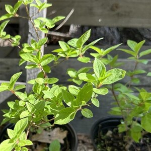 May include: A small green plant with thin, woody stems and numerous bright, light green leaves growing in a black plastic nursery pot. The plant features a branching structure with foliage that is oval-shaped and has slightly serrated edges.
