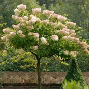 May include: A hydrangea tree featuring a slender brown trunk and a dense canopy of lush green leaves. The tree is covered in numerous large, conical flower clusters that transition from creamy white to soft pink hues throughout the foliage.