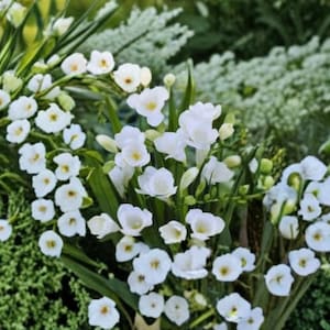 May include: A cluster of white freesia flowers with delicate, trumpet-shaped petals and yellow centers, arranged on slender green stems. The blossoms are interspersed with long, narrow, vibrant green leaves, creating a dense, layered floral display.