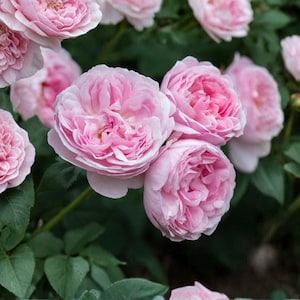 May include: A cluster of soft pink roses in full bloom, featuring densely packed, ruffled petals and a rounded shape. The flowers are surrounded by dark green, serrated leaves, with several buds and partially opened blossoms visible in the background.