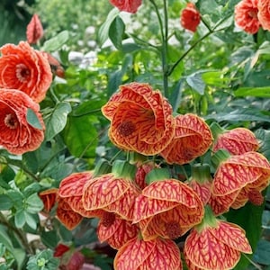 Abutilon Orange Tiger Live Plant 4–6 Inch Tall – Bell Hibiscus Abutilon pictum Starter Plant, No Pot