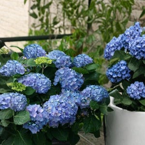 May include: A lush hydrangea plant featuring clusters of vibrant blue flowers and deep green leaves, potted in a smooth white ceramic container. The plant displays multiple rounded blooms in various shades of blue, with some small green buds.