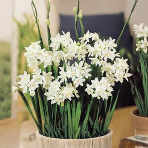 May include: A cluster of white narcissus flowers with yellow centers and long green stems, planted in a cylindrical light-colored wooden pot. A second, smaller terracotta pot containing similar white flowers is positioned to the right.