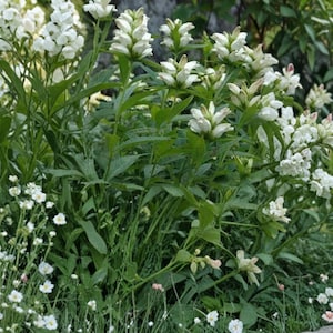 May include: A lush garden scene featuring a variety of plants with white flowers and green foliage. The image showcases several types of flowering plants, including tall, upright blooms and smaller, ground-covering varieties. The scene is vibrant and full of life.