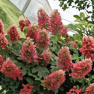 May include: A vibrant hydrangea shrub featuring numerous cone-shaped flower clusters in shades of deep pink and red. The plant has lush green, serrated leaves interspersed among the dense, upright floral blooms, creating a full and textured appearance.