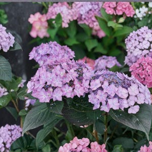 May include: A cluster of hydrangea flowers in shades of light purple, lavender, and soft pink. The blossoms are arranged in dense, rounded heads with small, four-petaled florets. Dark green, serrated leaves are visible among the flower stems.
