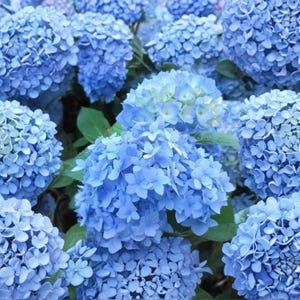 May include: A dense cluster of vibrant blue hydrangea flowers featuring rounded, globe-shaped blooms composed of numerous small, four-petaled florets. The petals display varying shades of light and sky blue, interspersed with deep green leaves.