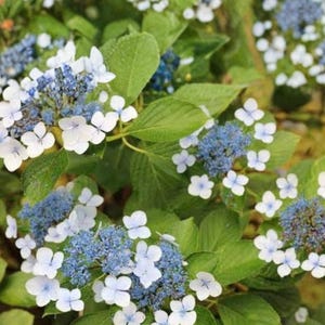 May include: A lacecap hydrangea shrub featuring clusters of small, vibrant blue central florets surrounded by a ring of larger, four-petaled white flowers. The plant has serrated, bright green leaves that provide a lush backdrop to the blooms.