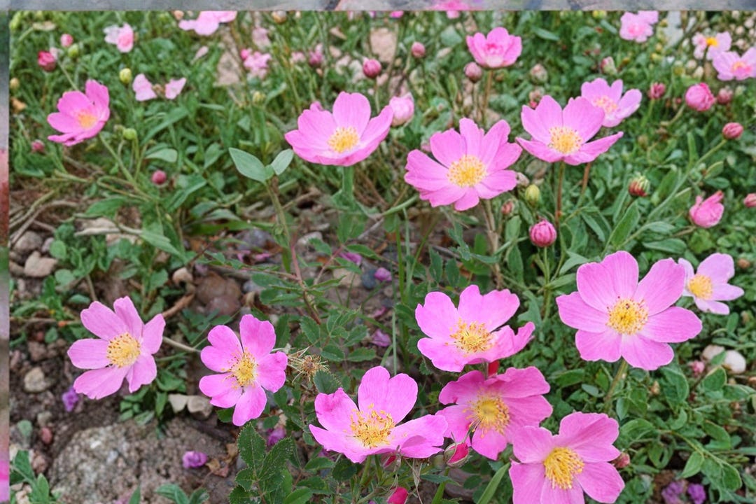 Prairie Wild Rose 15 Seeds – Rosa Arkansana - Etsy
