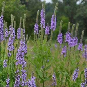 May include: A field of purple wildflowers with tall, slender stalks and dense clusters of small, vibrant blooms. The flowers are in full bloom, creating a visually appealing display against a backdrop of green foliage and a blurred, natural setting.