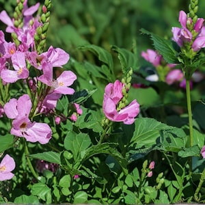May include: Close-up of pink Obedient Plant flowers in full bloom. The flowers have a unique shape and are surrounded by green leaves. The image captures the vibrant colors and textures of the plant, showcasing its natural beauty.