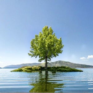 Trident Maple 20+ Seeds for Planting – Acer buergerianum