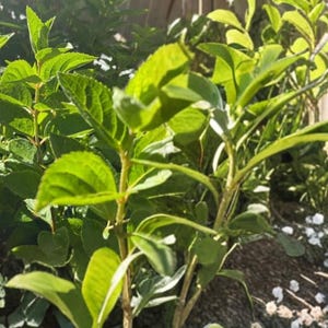 May include: A cluster of vibrant green hydrangea plants with serrated leaves and sturdy stems, positioned in a garden setting with small white flowers visible in the lower right corner, illuminated by bright, direct sunlight casting shadows.