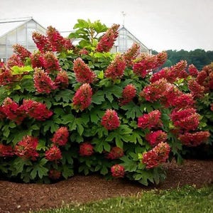 May include: A large, rounded shrub featuring dense clusters of deep red, cone-shaped flowers and broad, lobed green leaves. The plant is positioned in a garden bed with dark mulch, with a greenhouse structure visible in the background.