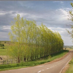 May include: A scenic landscape featuring a winding road flanked by rows of trees with green foliage. The trees on the left are bending in the wind. A wooden fence and green fields are visible in the background under a cloudy sky.