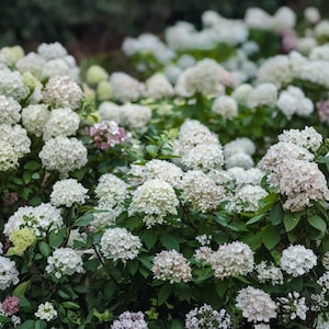 May include: A dense cluster of hydrangea flowers featuring rounded heads of small, tightly packed petals in shades of white, cream, and pale pink, interspersed with dark green leaves throughout the shrub in a natural outdoor setting.