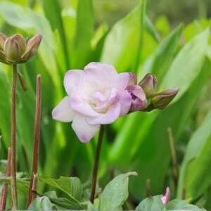 May include: A delicate pale pink freesia flower in full bloom, featuring soft layered petals and a central cluster of smaller, unopened buds, all supported by slender brown stems amidst a backdrop of vibrant, elongated green foliage.