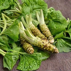 Wasabia Japonica - Etsy