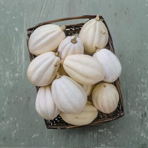 Mashed Potato Squash Seeds for Planting (10 Seeds) – White Winter Squash Cucurbita maxima Vegetable Garden Seeds