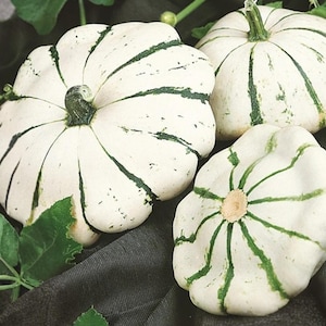 May include: Three white pattypan squash with distinct dark green vertical stripes and scalloped edges. The squash are accompanied by several green leaves and thin stems, showcasing a rounded, flattened shape with a central stem attachment.