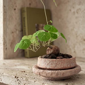 Peut inclure: Une plante Stephania erecta avec un caudex ligneux rond et des tiges fines portant de petites feuilles circulaires vert vif. La plante est placée dans un bol en céramique texturé beige rosé clair avec une soucoupe assortie remplie de terreau.