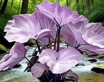 Bulbi di Colocasia Gigantea (orecchie d'elefante) a crescita sorprendente, pianta tropicale resistente alla siccità, 2 bulbi