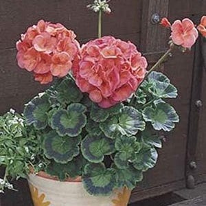 May include: A potted geranium plant with coral-pink flowers. The plant has large, round flower clusters and green leaves with dark green and white edges. The pot is cream-coloured with yellow star-like designs.