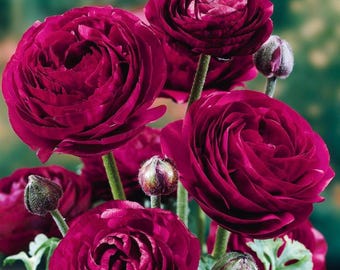 Bulbi di ranuncolo Purple Sensation – Bulbi di ranuncolo perenni per il giardino